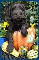 AH pups 6 wks old 37