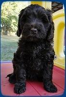 AH pups 7 wks old 19