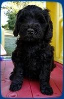 AH pups 7 wks old 20