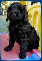 AH pups 7 wks old 22