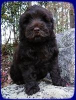 AH pups 8 wks old 20