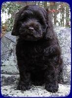 AH pups 8 wks old 21