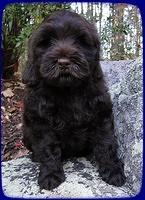 AH pups 8 wks old 22