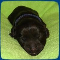 AH pups newborn 1