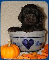 DSC01455AH pups 4 wks 60