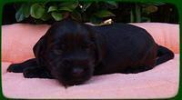 AH pups 3 wks old 29