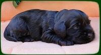 AH pups 3 wks old 7