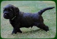 AH pups 5 wks old 12