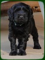 AH pups 6 wks old 60