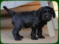 AH pups 6 wks old 61