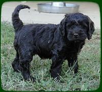 AH pups 6 wks old 72