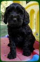 AH pups 7 wks old 28