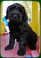 AH pups 7 wks old 30