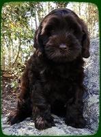 AH pups 8 wks old 26