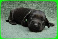 AH pups 1 wk old 28