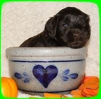 AH pups 4 wks old 74