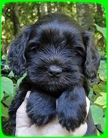 AH pups 5 wks old 28