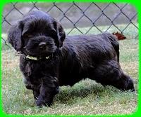 AH pups 5 wks old 29