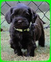 AH pups 5 wks old 31