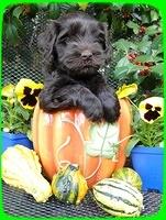 AH pups 6 wks old 10