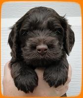 AH pups 4 wks old 9