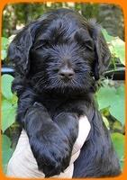 AH pups 5 wks old 23