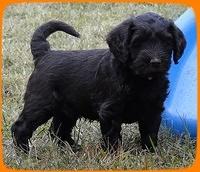 AH pups 6 wks old 50 (2)