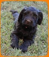 AH pups 6 wks old 58