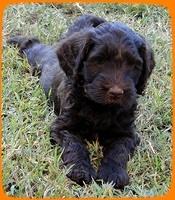 AH pups 6 wks old 59