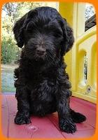 AH pups 7 wks old 14