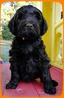 AH pups 7 wks old 17