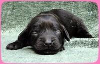 AH pups 1 wk old 11