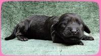 AH pups 1 wk old 14