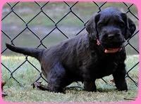 AH pups 5 wks old 21