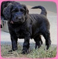 AH pups 6 wks old 62