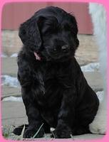 AH pups 6 wks old 69