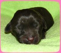 AH pups newborn 9