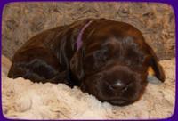 AH pups 2 wks old 21