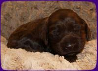AH pups 2 wks old 22