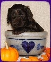 AH pups 4 wks old 69