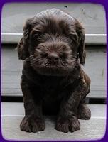 AH pups 4 wks old 7