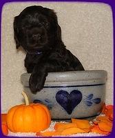 AH pups 4 wks old 70