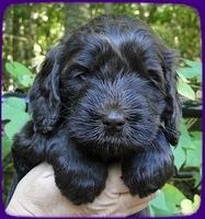 AH pups 5 wks old 14