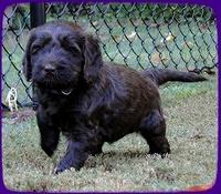 AH pups 5 wks old 15