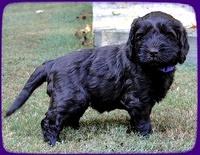 AH pups 5 wks old 16