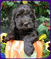 AH pups 6 wks old 12