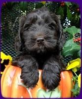 AH pups 6 wks old 13