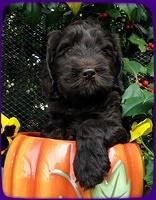 AH pups 6 wks old 14