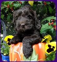 AH pups 6 wks old 15