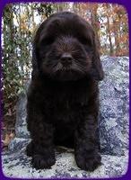 AH pups 8 wks old 71
